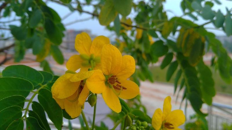 芒种加官（五绝·新韵） ／萧水金（图2）