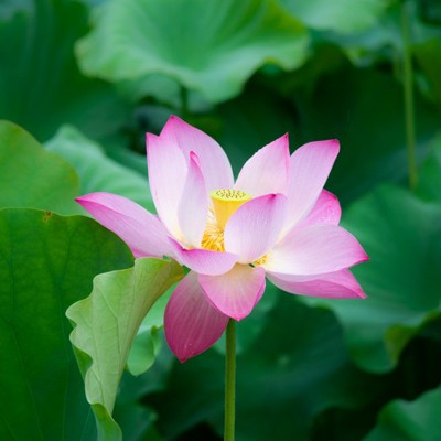 醉清風（甘肃） 绝句九首 【冰心文化传媒】编辑 冰心（图11）