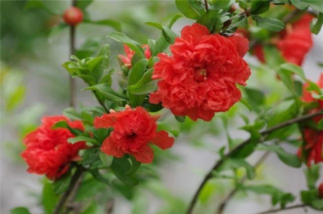 【潇湘文学社】潇湘问梅诗社《夏花》(图15)