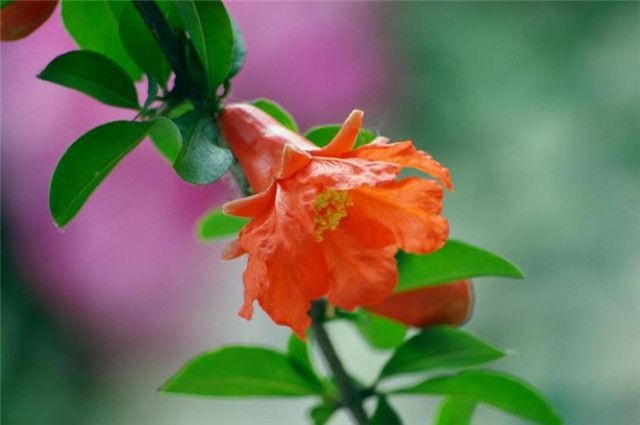 【潇湘文学社】潇湘问梅诗社《夏花》(图18)