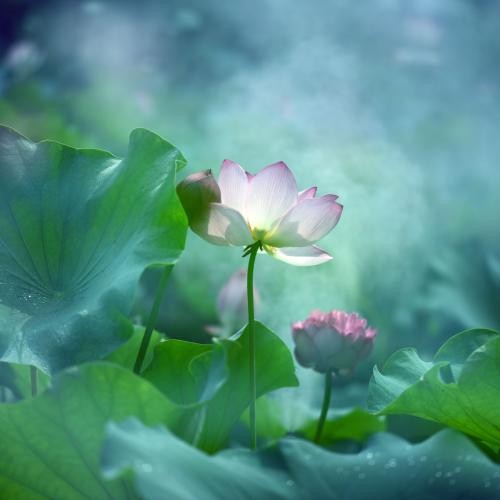 七律：仲夏吟 文/彭宇昭（图2）