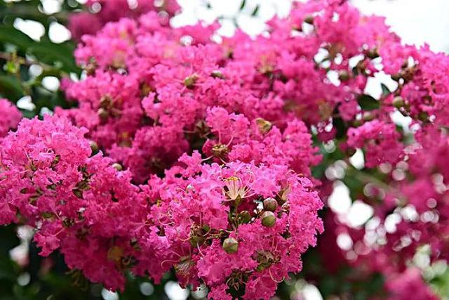 七律 紫嶶花 ／江冲
