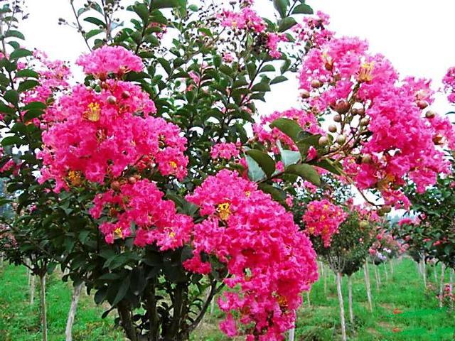 七律 紫嶶花 ／江冲（图8）