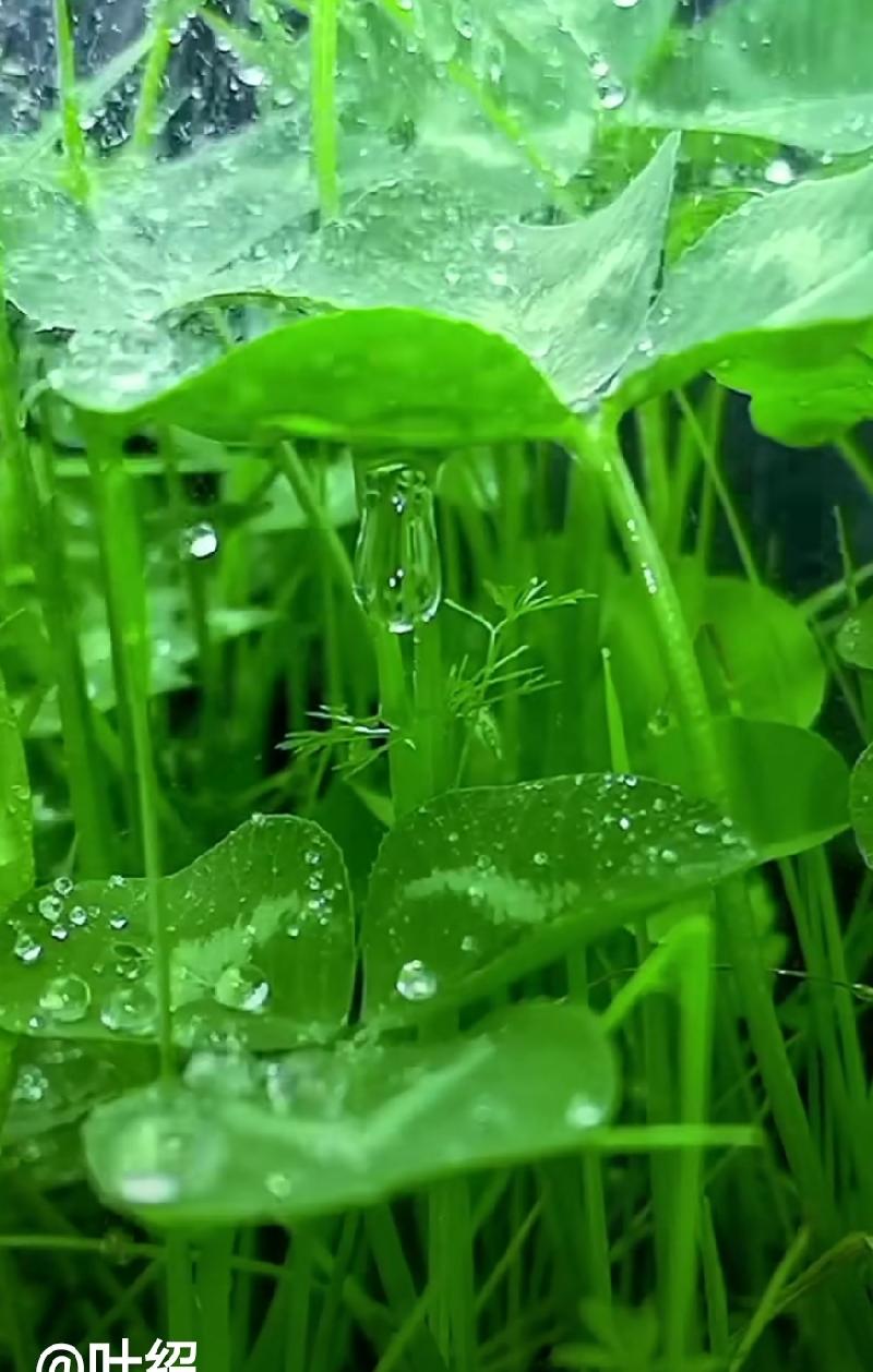 七绝. 忽雨 作者／余南才（安徽）（图3）