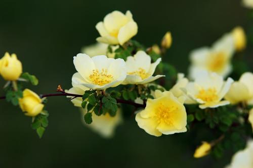 山寨村夫老师学生蒋昭云佳作欣赏！（图5）