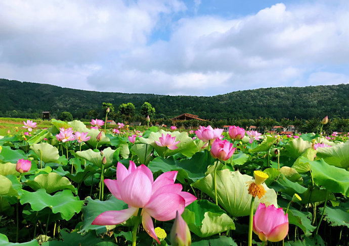 荐赏【神州源流诗苑】总第400期【优秀格律诗】周刊(图5)