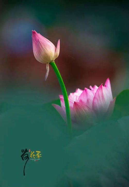 卜算子 . 寻荷（外二阕） 词/王明利（图3）