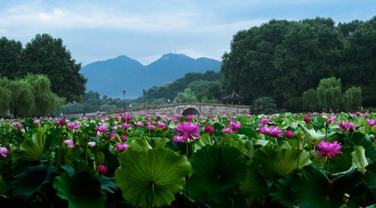 苏幕遮 游荷花池公园 文/张静