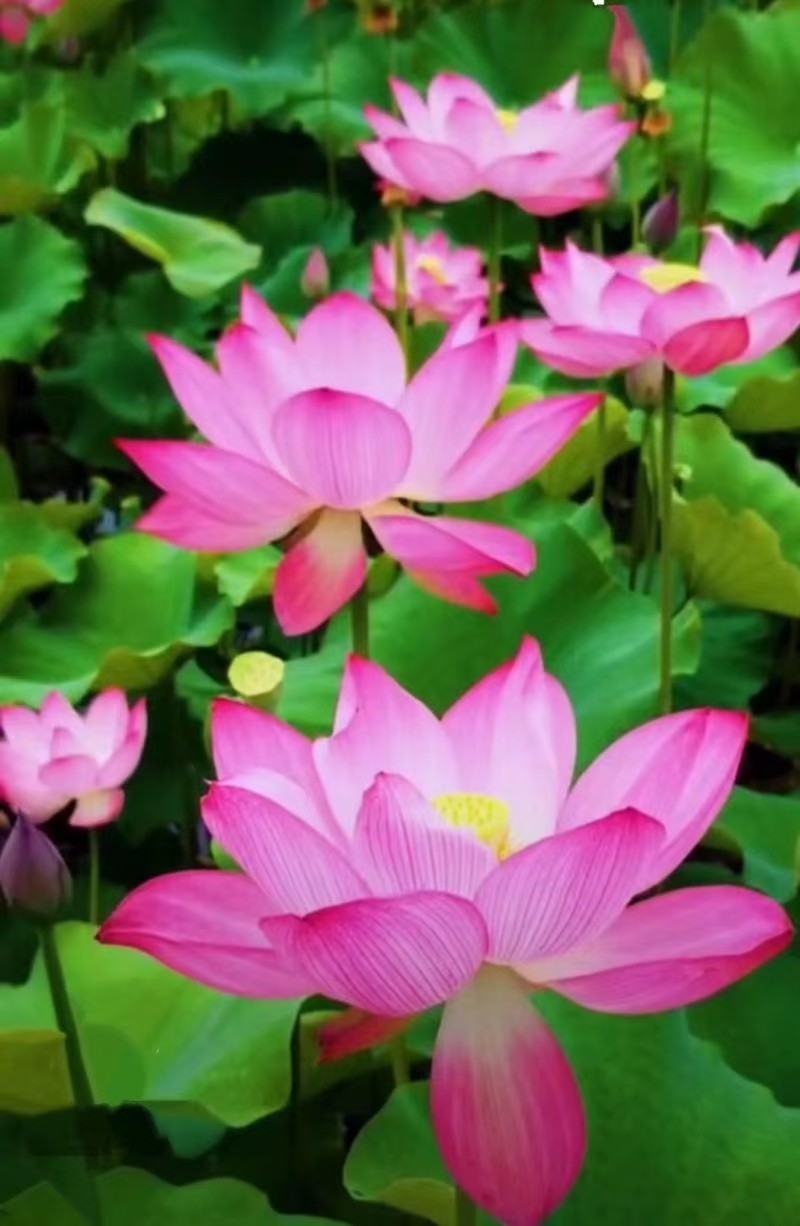 苏幕遮 游荷花池公园 文/张静（图2）