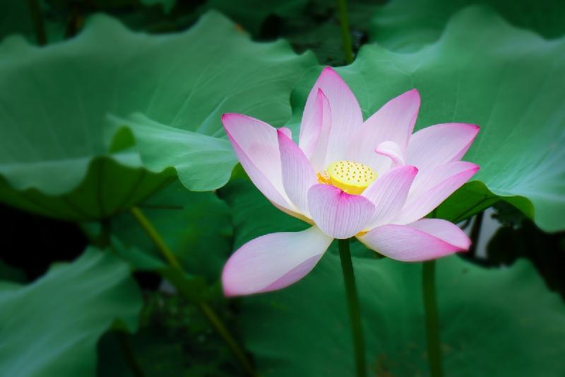 盛夏有约/作者:江枫渔火/主播:王鸿宇(图6)