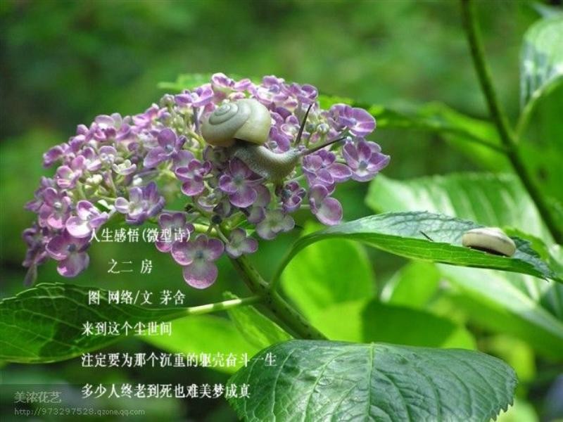 【七绝五十六法习作合集】【上海诗社专稿】文/梦湖苑(加拿大)【冰心文化传媒】(图96)