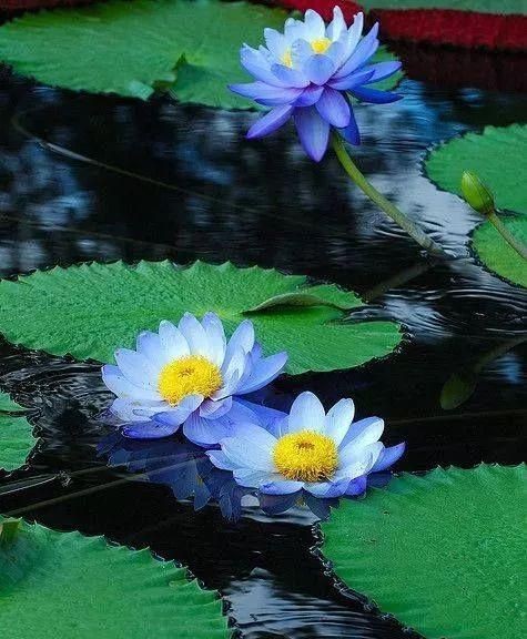 出水芙蓉(平水韵) 文/情深月明〔河北〕【冰心文化传媒】(图5)