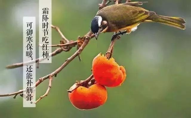 都市名家：竹庐书院四诗友霜降雅和