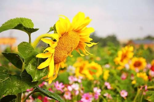 五律•向日葵🌻 文/袁爱华（图3）