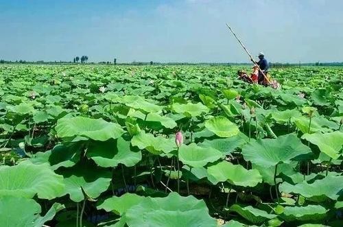 七绝二首 赏荷 文／山风（本溪）（图2）