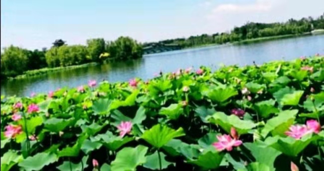 辛丑小暑 文‖庄明石（广东）（图8）