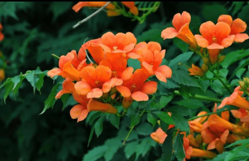 【新诗大观】凌霄花||文/最美的时光(图2)