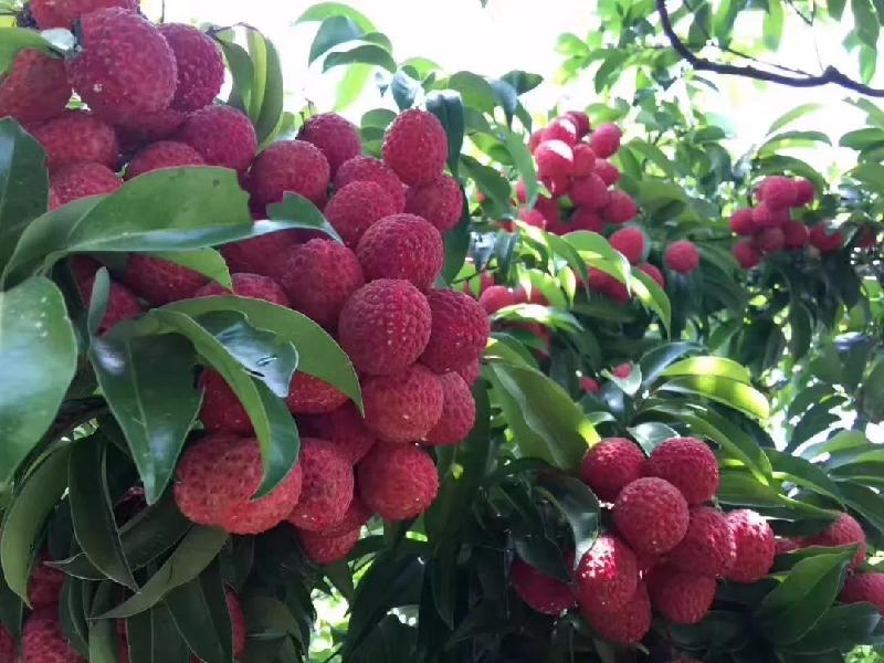 【食荔谈诗 无穷回味 】唐風(纽约)【冰心文化传媒】制作 冰心〔中国〕(图8)