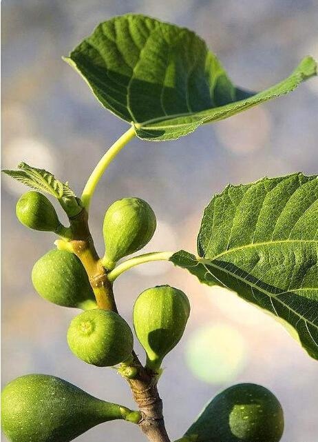 我的诗,是一树无花果 文‖张传浩(图3)