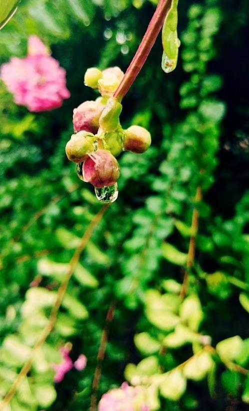 我的诗,是一树无花果 文‖张传浩(图5)