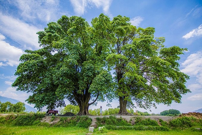 联机全球发布诗人冯好平精品诗歌(图8)