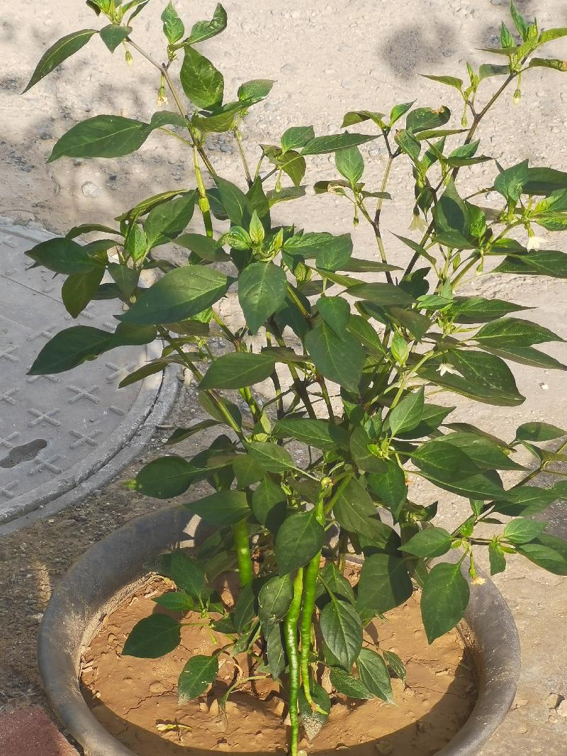 七月流火碧染塘，夏粮仓贮天地绿。雨水滋润禾苗壮，时令瓜果田园香。汗蒸桑拿昐凉风，解渴降暑西瓜尝。炎天地热如烧天，感知锄禾当午艰。（图3）