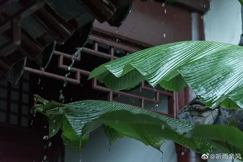 雷阵雨(新韵)老园丁（图2）