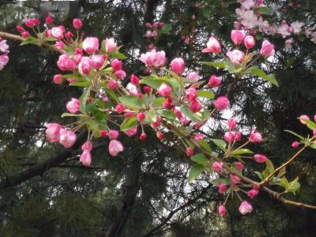 初伏降雨Ⅱ文/赵京江，图/网络，书法/武功（图5）