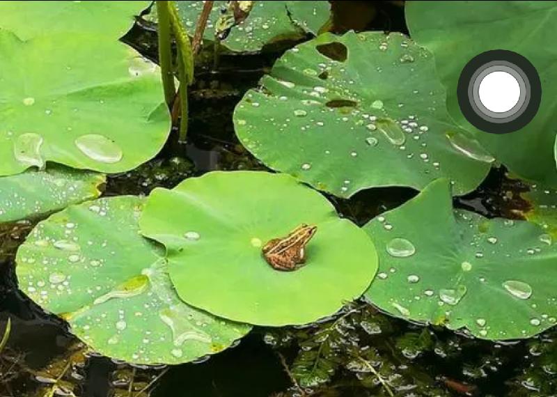 【新诗大观】夏日绿荫（组诗）||文/金粉玉蝶（图3）