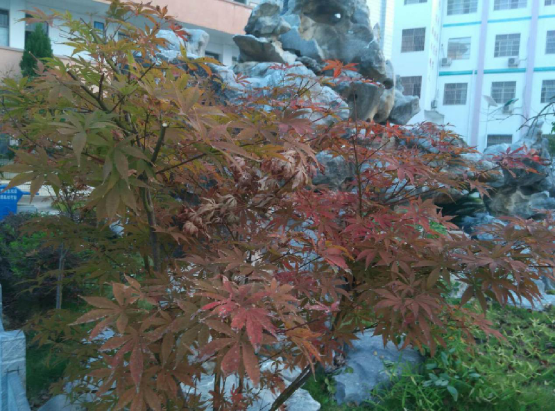 《葛公中学校史》卷首语一一站立新时代 开启新征程(胡明启)(图9)