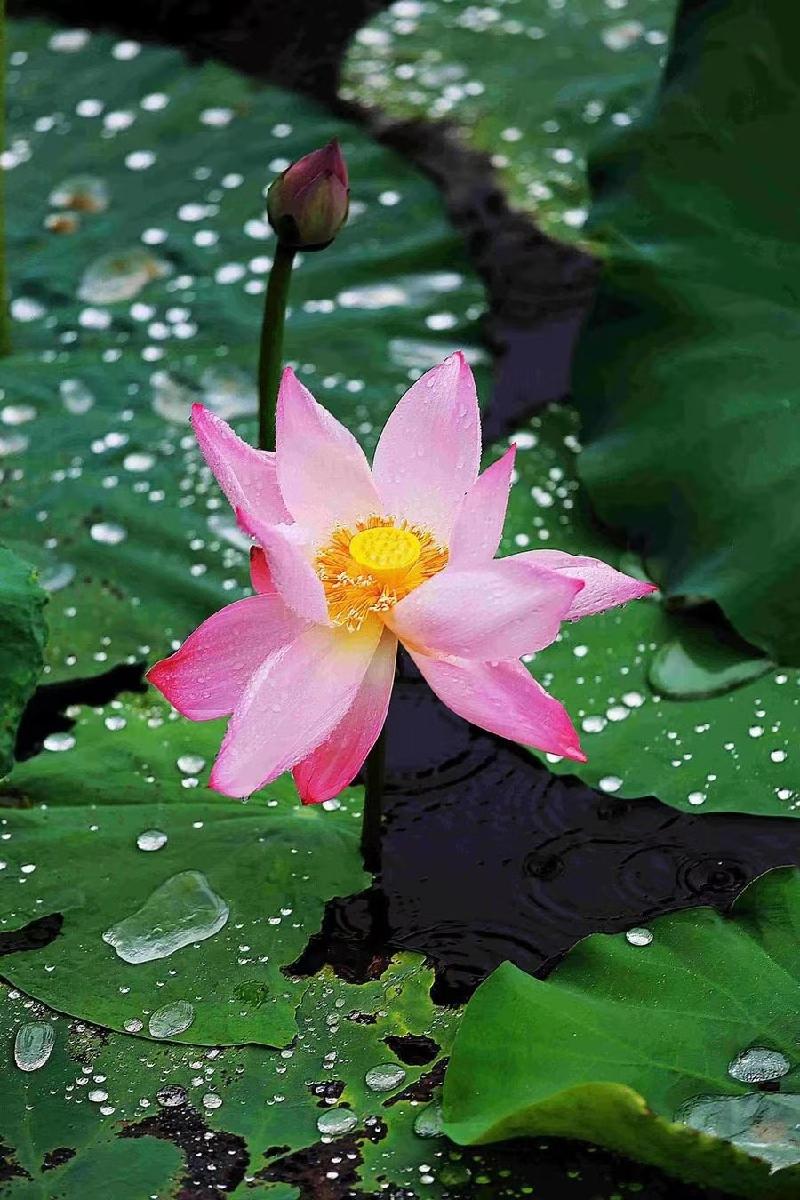 夏天咏夏 怒放心花诗/吴道勇（图3）