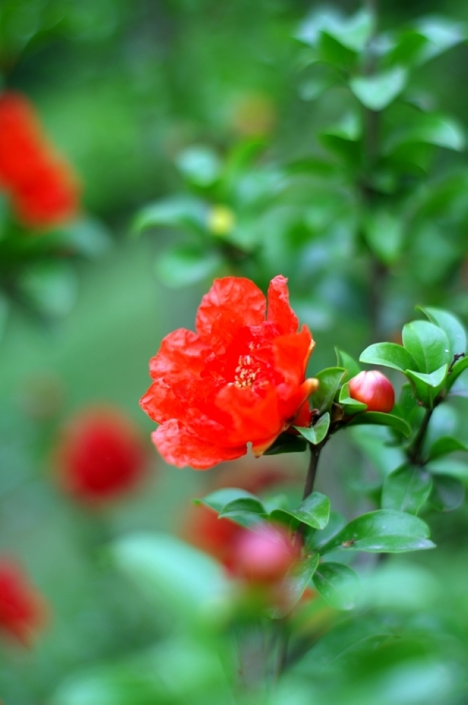 鹧鸪天-石榴花 文‖王春霞（辽宁）（图3）