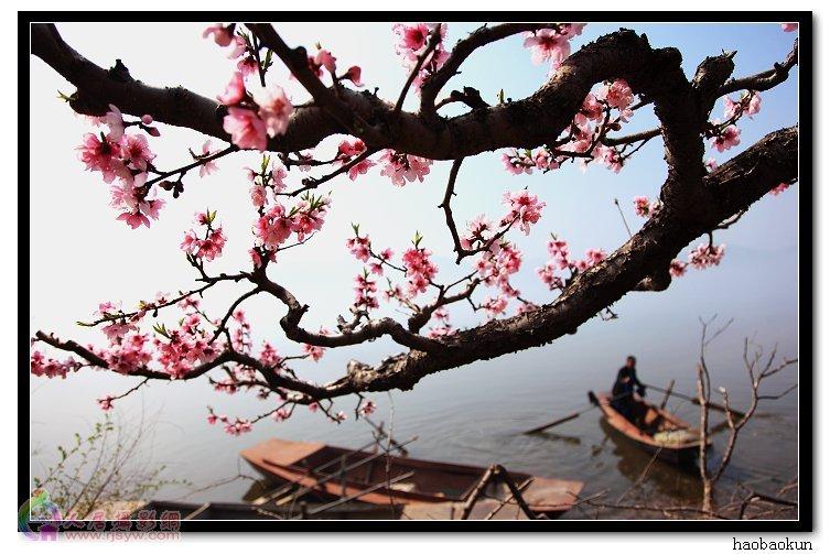 七绝 . 海棠（外十一首）文/王明利（图4）