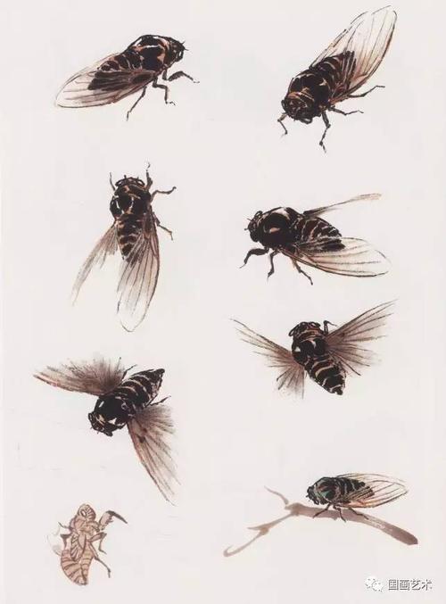 【新山东文学社】《蝉之杂咏》作者/单宝剑 主播/红叶(图9)