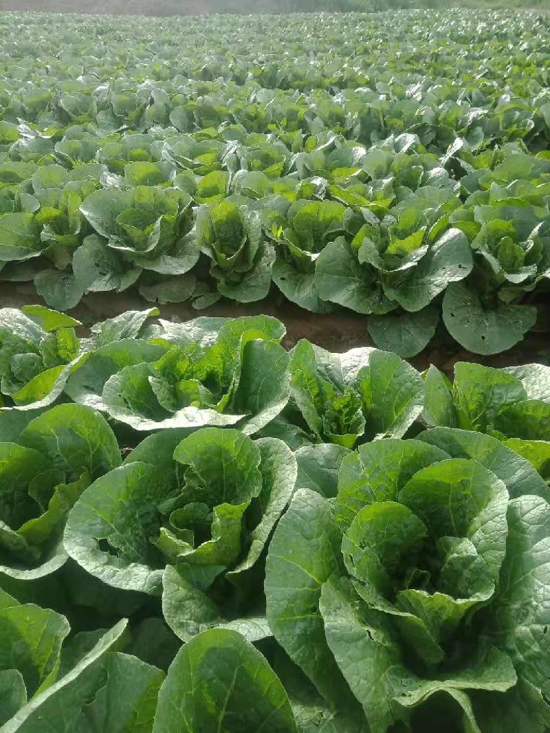 油菜花飘香的村庄 *任国璠〔甘肃永登〕【冰心文化传媒】（图9）