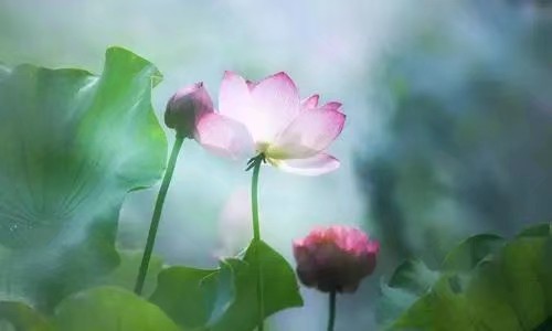 高峰朗诵《水岸听荷》作者/主播/高峰/张玉凤 编辑/胡琴(图4)