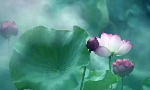 《我愿是那朵莲》作者/周峰 主播/阿伞 编辑/胡琴（图4）