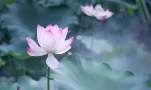 《我愿是那朵莲》作者/周峰 主播/阿伞 编辑/胡琴(图5)