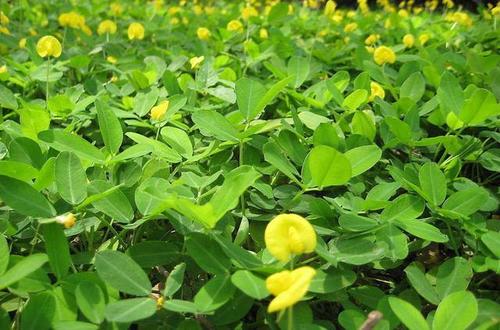 七律 咏花生（先韵）文/温长发（图2）