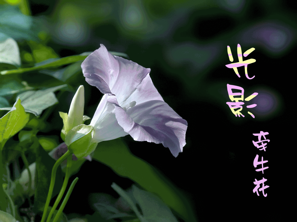 【潇湘文学社】潇湘问梅诗社《牵牛花》（图17）