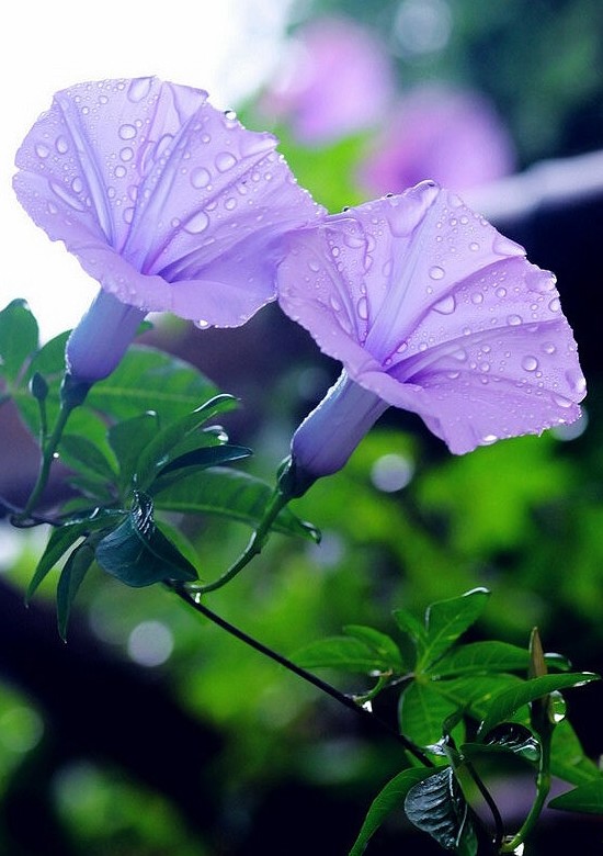 【潇湘文学社】潇湘问梅诗社《牵牛花》（图21）