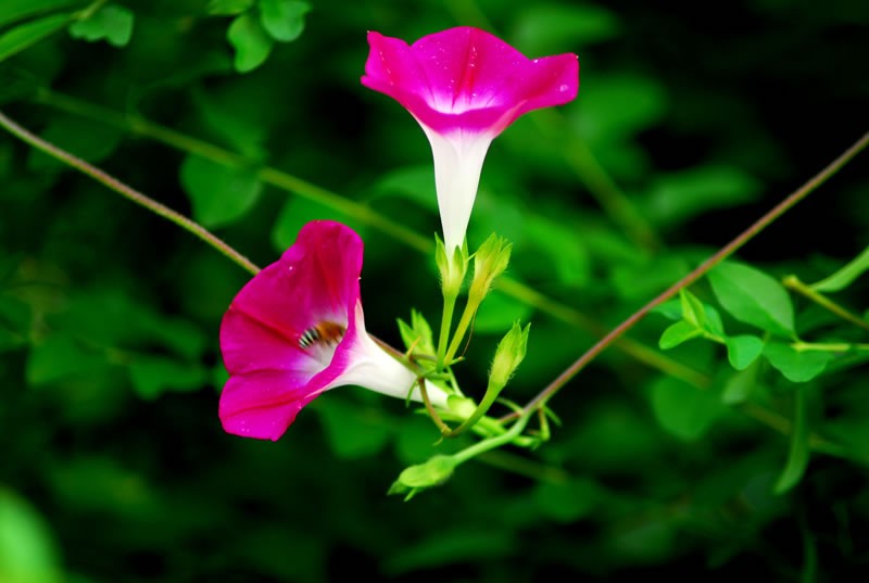 【潇湘文学社】潇湘问梅诗社《牵牛花》（图33）