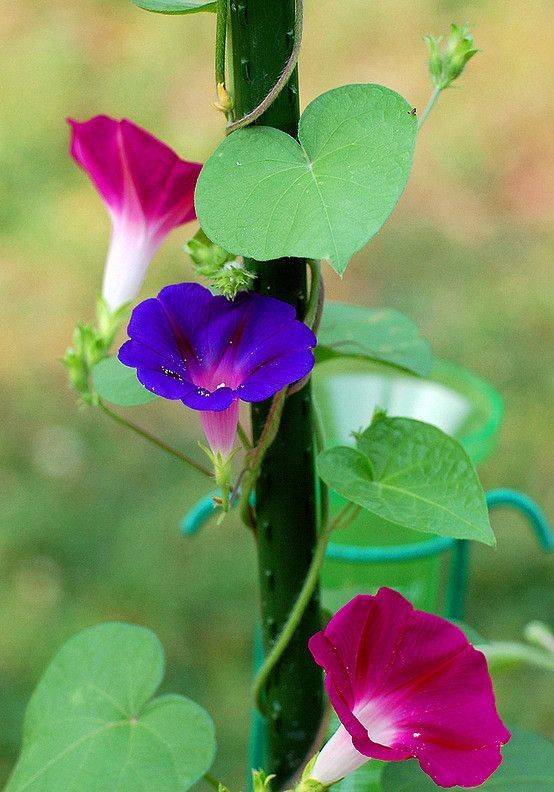 本期同题《牵牛花》