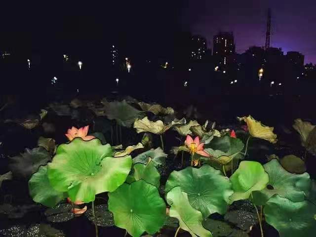 1626917557913021639.jpg 寰俊鍥剧墖_20210722091205.jpg