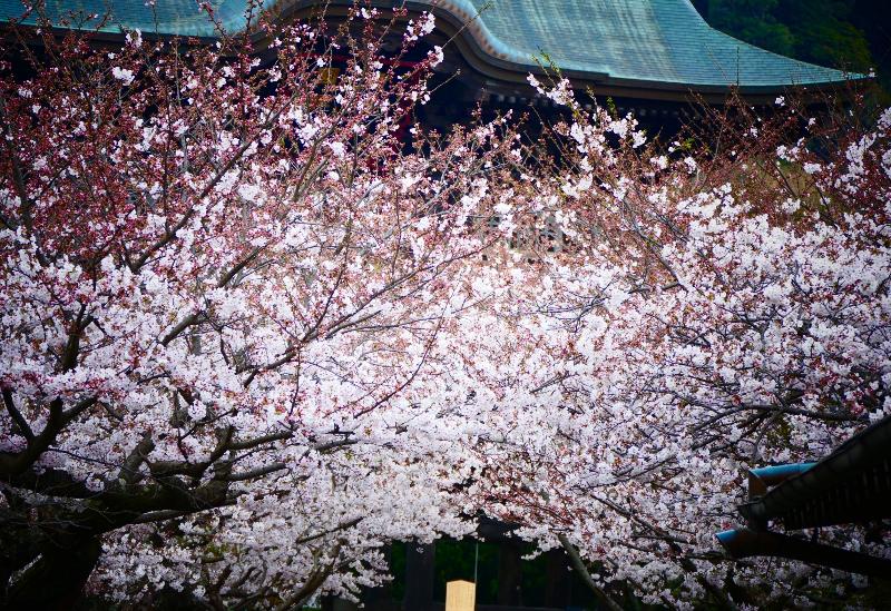 同题 《风花雪月》诗歌专辑【冰心文化传媒】（图7）