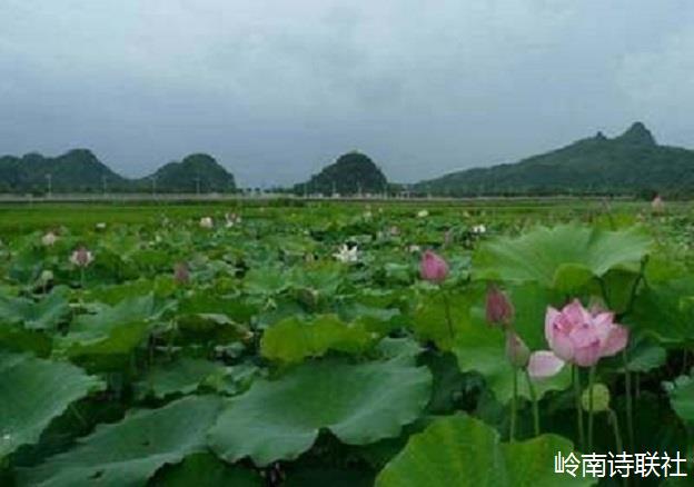 会仙湿地看荷花 黄朝寅(桂林)