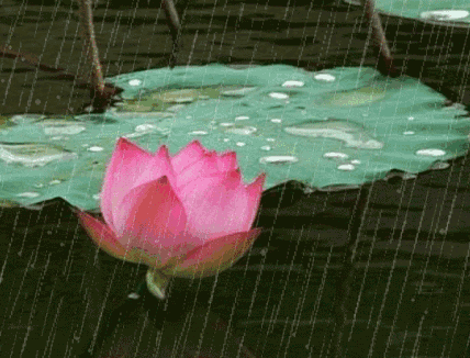 【潇湘文学社】潇湘如兰诗社《雨》(图5)