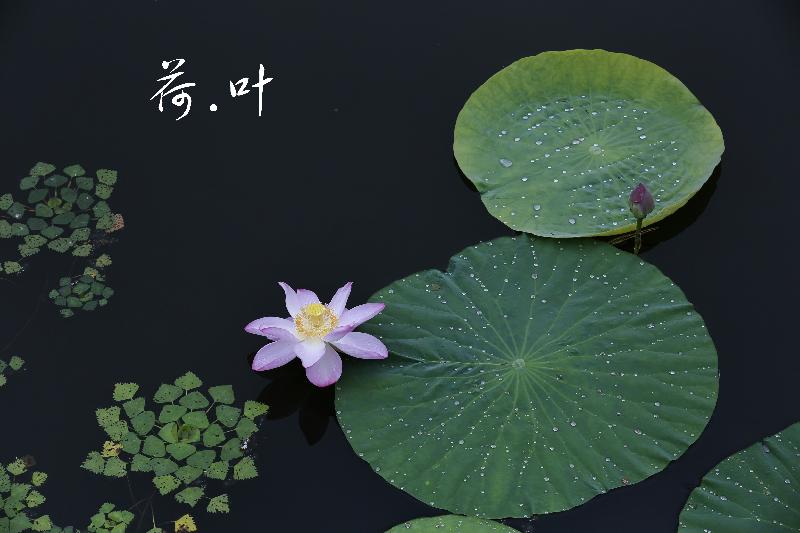 空谷状元府对句487期(伍锡文)‖巴彦诗协诗词卷【108】(图7)