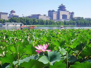 阿伞朗诵《一池荷花开》作者/田园 编辑/胡琴(图3)