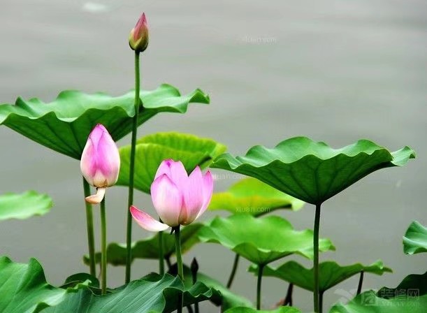 阿伞朗诵《一池荷花开》作者/田园 编辑/胡琴